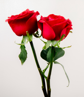 Flower Photo